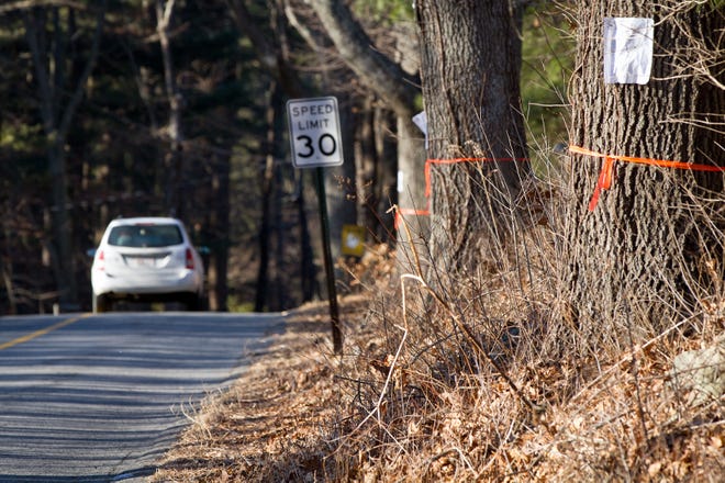 These marked trees on Bullard Street in Holliston are among seven that may be cut down to make room for a solar farm in the field just off the road.