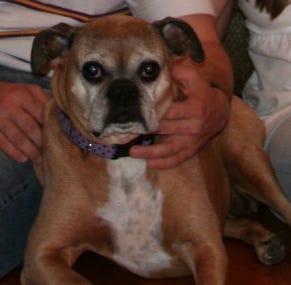 Please help to find Snickers. Call 622-3522 or 571-3434 if you see her.