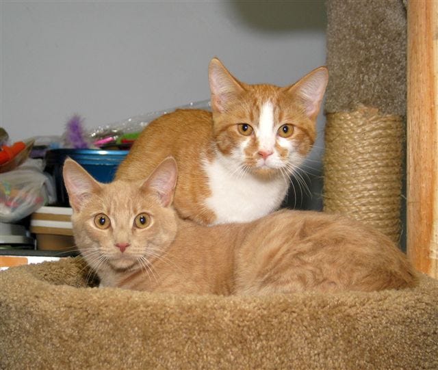 Jess and Jack are available at Milford Humane Society.