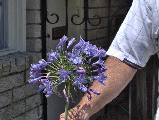Agapanthus grow to a height of several feet with large, beautiful blue or white flowers. They seem to flower best in partial shade. Photos by ANNE HEYMEN, anne.heymen@staugustine.com