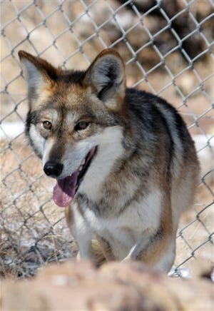 FILE - In this Wednesday, Dec. 7, 2011 file photo, a female Mexican gray wolf looks to avoid being captured for its annual vaccinations and medical checkup at the Sevilleta National Wildlife Refuge in central New Mexico. A month after voting to oppose any new releases of Mexican gray wolves, officials with the Arizona Game and Fish Department have amended their policy to consider releases on a case-by-case basis. (AP Photo/Susan Montoya Bryan)