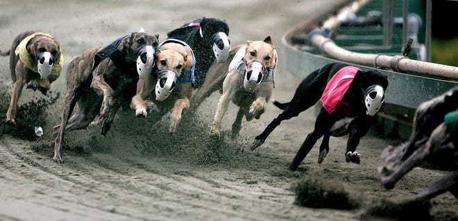 Live greyhound racing is gone from the Raynham-Taunton track, but simulcasting has kept it in business since the 2008 ban went into effect. Dog track owners had hopes that slots would be allowed as part of a proposed gambling bill, but the Governor opposes the creation of racinos.