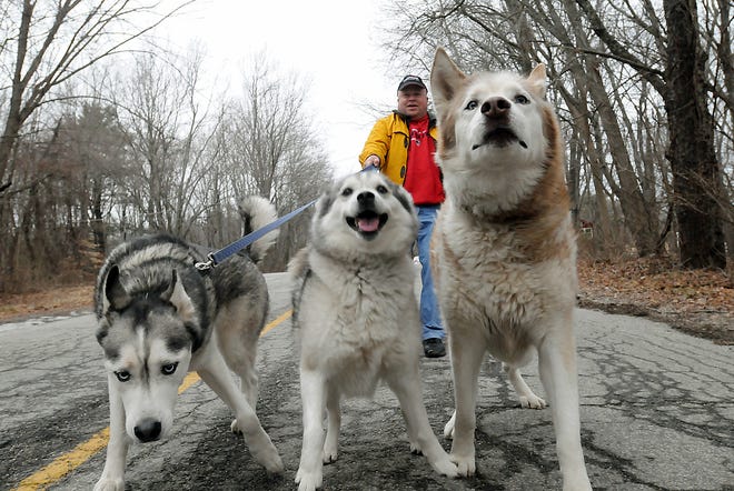 Rich Biagiotti walks his three Siberian huskies, Yukon, Molly and Prince, yesterday in Bellingham. Biagiotti adopted each dog from a rescue shelter.