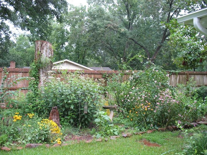 In this 2010 image provided by Cliff Shackelford, after two growing seasons a colorful wildscape is shown at the Shackelford home in Nacogdoches, Texas. The Texas Parks and Wildlife Department is featuring a "Drought Survival Kit" on its website that offers tips on how to landscape using less water. (AP Photo/Cliff Shackelford)