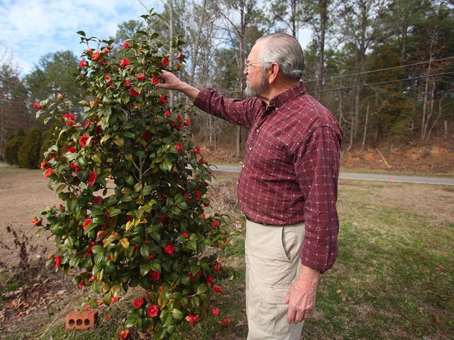 Reed Martin looks at his Greensboro red camellia that is in full bloom at his home in West Blocton Tuesday. With the temperature rising into the seventies in January, plants throughout Alabama are starting to bloom as much as a month or more earlier than normal.