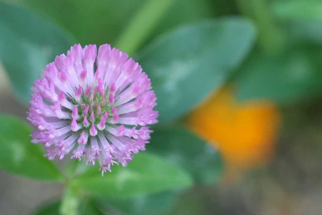 In this May 21, 2006 photo, a red clover is shown in a yard in New Market, Va. With rounded, purple-red flowers and variegated leaves, they are healthy to eat in salads, as cooked greens, made into flour or blended as a tea. This long-blooming plant pops up most everywhere and is rich in protein. (AP Photo/By Dean Fosdick )