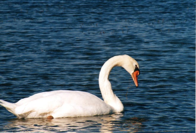 Mute Swan at Banner Marsh