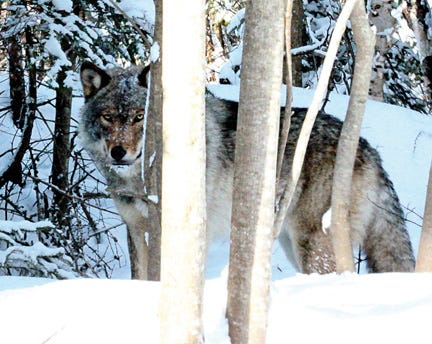 This wolf was captured by a camera lens on January 29 in eastern Chippewa County.