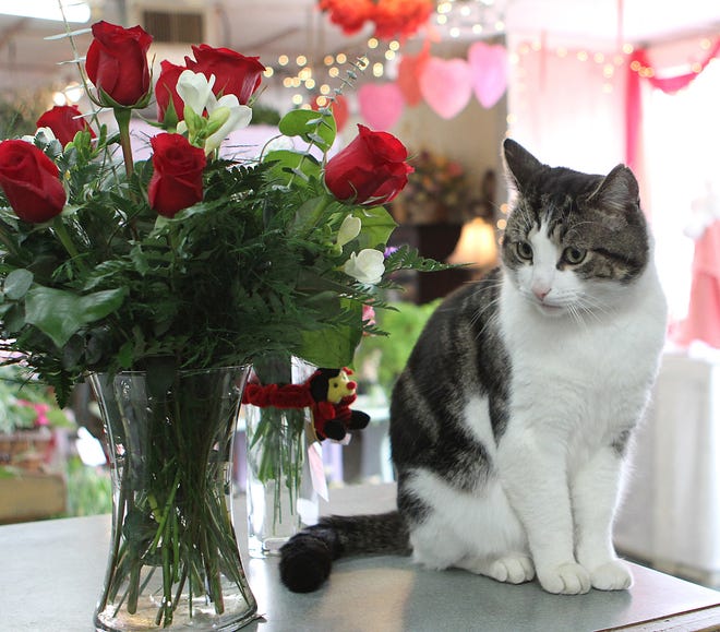Handsome Man checks out an arrangement of red roses displayed for Valentine's Day at Sunnyside Gardens in Hopkinton on Saturday afternoon. Handsome Man has minded the counter at Sunnyside Gardens for three years.