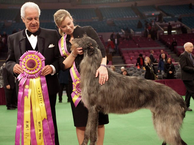 In this Feb. 15, 2011, file photo, Scottish deerhound Hickory poses for photographers with her handler Angela Lloyd, right, and judge Paolo Dondina after Hickory won best in show during the 135th Westminster Kennel Club Dog Show at Madison Square Garden in New York. More than 2,000 of dogdom's finest will come in 185 breeds and varieties, coming from as far as Russia and China, for the 136th Westminster Kennel Club Dog Show on Feb. 13-14, 2012. (AP Photo/Mary Altaffer, File)