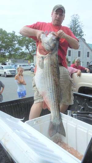 Greg Meyerson’s world record striper will be on display at this weekend's Northeast Fishing and Hunting Show at the Connecticut Convention Center in Hartford. The world- and state-record bass weighed 81.88 pounds. Meyerson also will conduct seminars at the show.