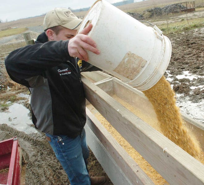 Samuel Lawrence, 14, pours in the feed for the cattle from outside the pen at his family farm in Availla, Ind. Wednesday, Feb. 1, 2011. Feeding the cattle is one of Lawrence's after school chores. The U.S. Department of Labor is seeking to tweak its regulations with a controversial proposal that would include greatly limiting the work children younger than 16 can perform on farms.  Labor officials maintain that young workers are significantly more likely to die or suffer a serious injury doing agricultural work than in any other industry. But critics say the rules don't understand how farms really work. (AP Photo/ The Journal Gazette, Cathie Rowand)  NEWS-SENTINEL OUT
