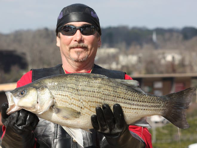 Joe Findley of Tuscaloosa shows off the 9.2-pound hybird striped bass he caught Feb. 5 on North River near Samantha.