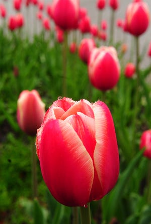 Discover the journey of the tulip to Holland Friday through Sept. 2 at the Holland Museum, 31 W. 10th St.