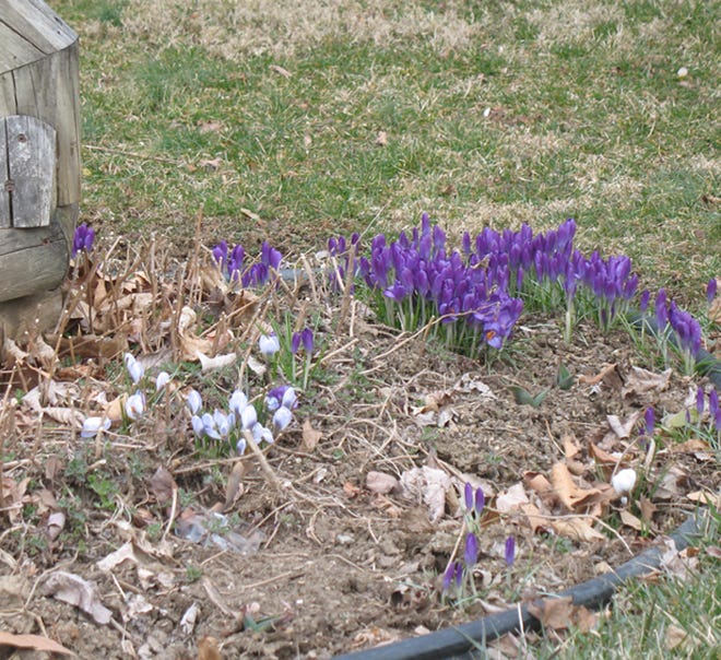 Crocuses have been popping up across Franklin County earlier than normal because of the extremely mild winter. The early blooming is not nearly as harmful as frost heaving, which literally pushes the plants out of the ground.