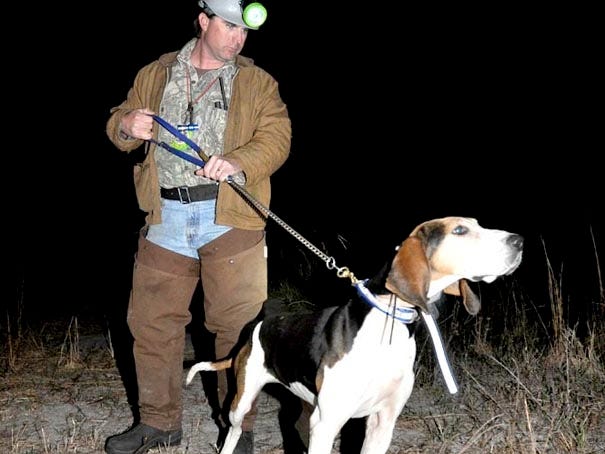 David MacCallum heads for the swamp with his treeing Walker, a UKC Nite Champion named Queen. Photo by Mike Marsh.