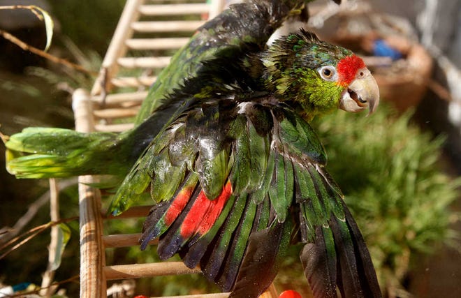 In this photo taken on Tuesday, Feb. 8, 2012, "Liberty" a rescue parrot gets a shower by Mira Tweti, Executive Director, National Parrot Care & Cage Xchange, (not seen in photo) in her apartment in the Marina Del Rey area of Los Angeles. (AP Photo/Damian Dovarganes)