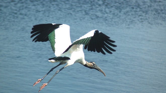 A wood stork takes off from the edge of a water-treatment marsh at STA 1-E during a bird-watching tour Saturday led by Audubon Society of the Everglades.