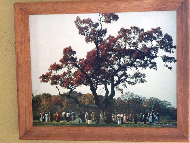 The Council Oak in Dighton, before it was damaged in a storm.