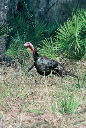 Bob McNally for TheTimes-Union Florida's wild turkey gobbler hunting begins in the North Zone on Saturday, and hunters are wise to take heed to what longtime area experts have to say about pursuing these wily birds.