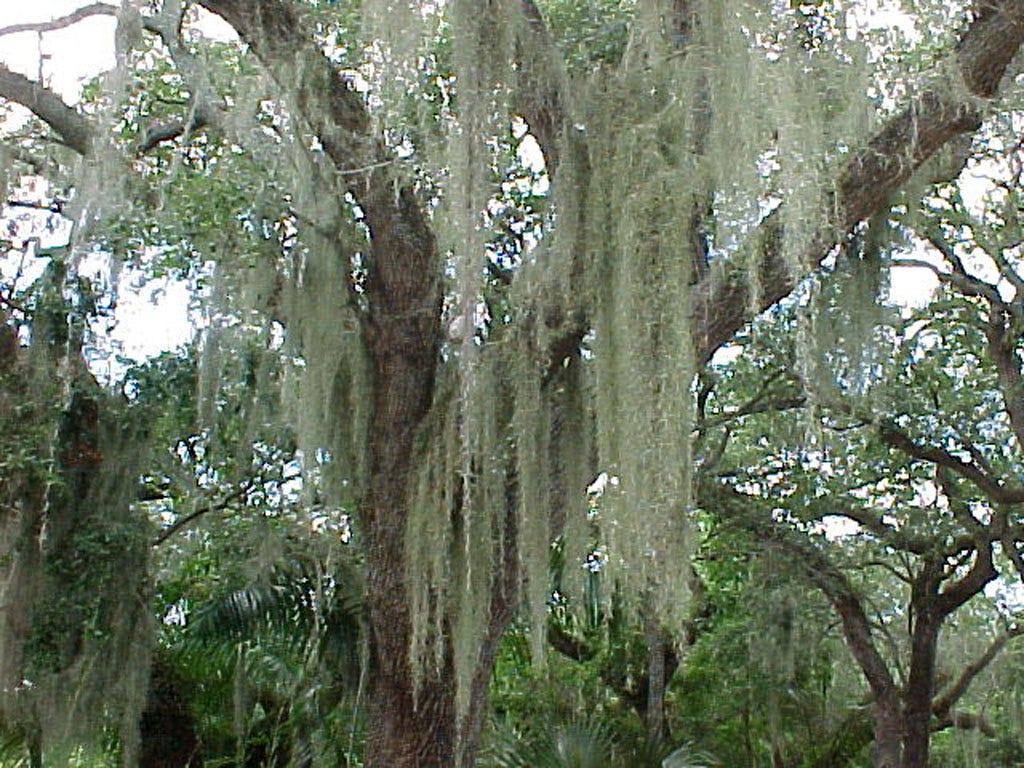 10 Spanish Moss Gardening & Plants Floral & Garden Crafts Home & Hobby