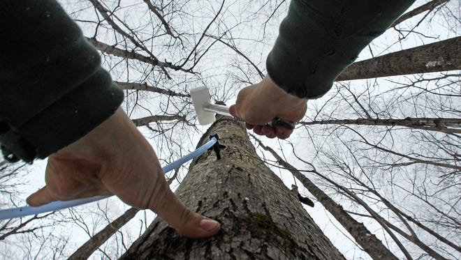 A tap and collection tube is hammered into the trunk of a maple tree to collect the sap in order to make maple syrup.