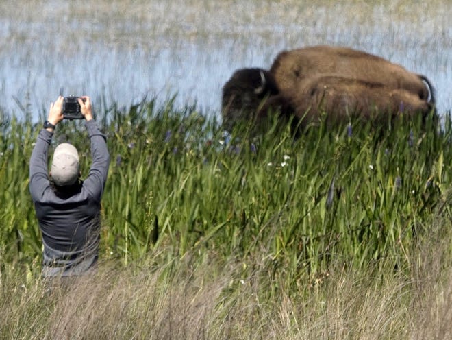 Florida Wildlife Corridor Expedition co-leader Carlton Ward Jr. photographs American bison as state officials and members of the Florida Wildlife Corridor Expedition tour Brahma Island last week at Lake Kissimmee.