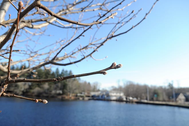 Buds are beginning to show on the branches of a tree on the bank of Johnson's Pond in Raynham, seen on Sunday, March 11, 2012. Despite a booming business area, Raynham has managed to keep its small-town feeling.