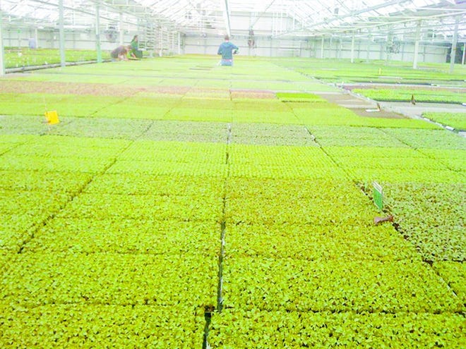 Rakers and Sons is home to 180 million baby plants.