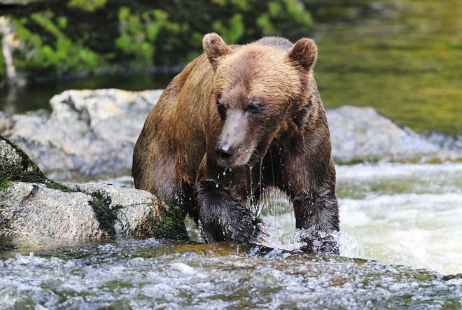 FILE - This July 8, 2010 file photo shows a brown bear fishing for salmon in the Tongass National Forest in southeast Alaska. While conventional wisdom may suggest bringing a gun to a bear fight is a solid way to win, experts say it's largely a false sense of security. (AP Photo/Brainerd Dispatch, Steve Kohls, File)