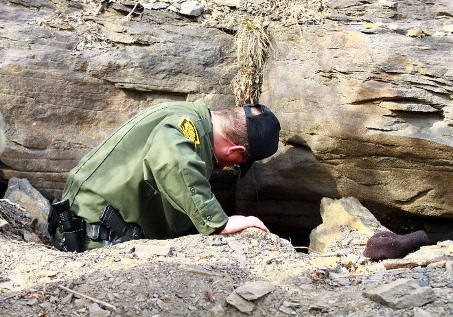 Pennsylvania Game Commission wildlife conservation officers and biologists enter the den of a black bear. The team of researchers discovered that the mother black bear was nursing three cubs.