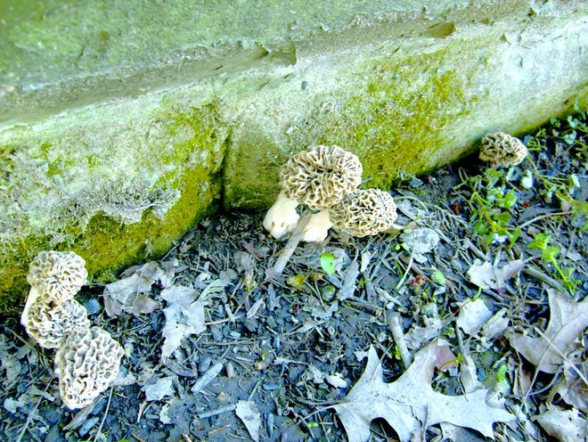 Close to home
Six morel mushrooms, each about three inches high, nestle close to the foundation of the home of Canton resident Charles Staten. A friend noticed the morels Tuesday and alerted Staten. Staten said many people had been coming to take pictures of the unusual bounty.