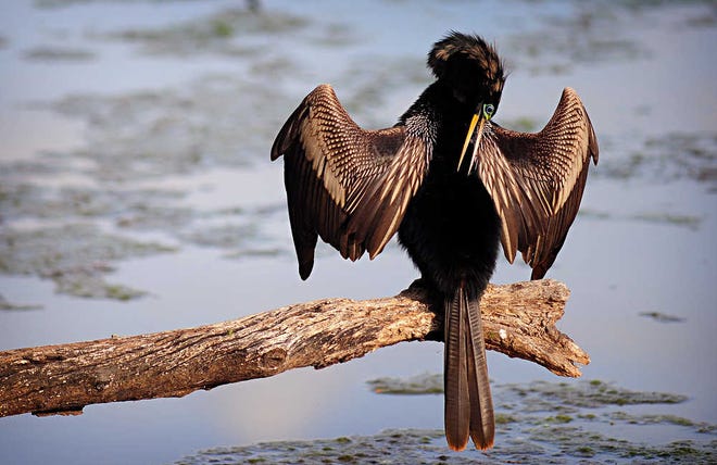 An anhinga suns itself in the Friday evening sun at Brick Pond Park in North Augusta. Sometimes called a snake bird, the large, dark waterbird often swims with just its head and neck above the surface. It often perches with its wings spread to dry them out.