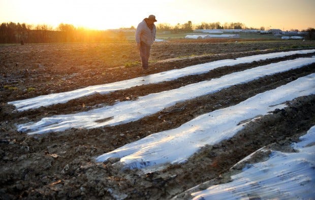 Mike Janoski examines some corn planted underneath some plastic in his garden to see if the frost this week caused any damage. The corn was in good shape.