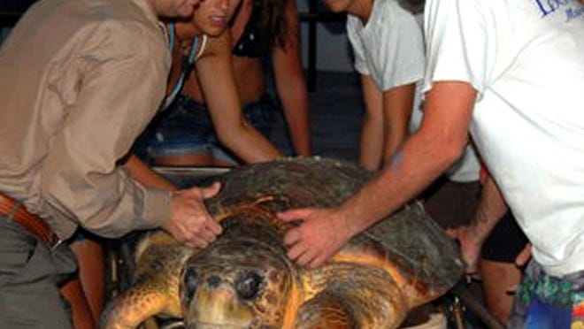 Staff at the Loggerhead Marinelife Center in Juno Beach prepare to release a 200-pound turtle they treated Monday after it was found washed up on a North End shore.