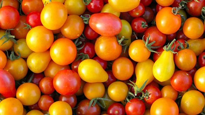 Cherry tomatoes are among the few vegetables that have a chance at surviving the heat of a South Florida summer.
