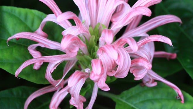 Also known as flamingo plant, the Brazilian plume flower (‘Justicia carnea’) sports lush, thick leaves and tubular flowers in pink, white or yellow. Regular dead-heading will promote new blooms, but justicia withstands drought and the South Florida shade pretty well.
