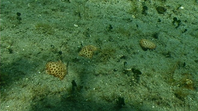 Coral colonies and hard-bottom from the Midtown Beach project area in June.