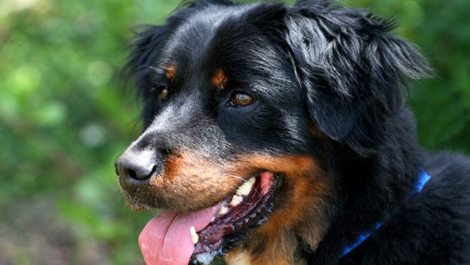 Pet pals Daisy, a 6-year-old spayed female Rottweiler mix, is looking for a second chance as a best pet. The 53-pounder is seeking to get settled in and start learning to be someone’s best friend again. It costs $50 to adopt a cat, $75 for a kitten (younger than 6 months), $75 for a dog, $95 for a puppy (younger than 6 months) and $50 for a special-needs pet at Peggy Adams Animal Rescue League; this includes spay/neuter procedure, rabies shot and tag, microchip, initial vaccinations, a bag of food, one obedience class and a 14-day wellness checkup at your local VCA Animal Hospital. To find out more about Daisy or the Peggy Adams Animal Rescue League, visit www.hspb.org or call 686-3663. Adoption hours: 10 a.m. to 4 p.m. Tuesdays through Sundays and noon to 6:30 p.m. Thursdays, 3200 N. Military Trail, West Palm Beach.