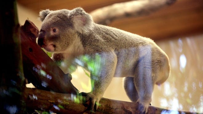 Palm Beach Zoo's latest resident, Oz, a koala, eats eucalyptus leaves in his Koala Forest.