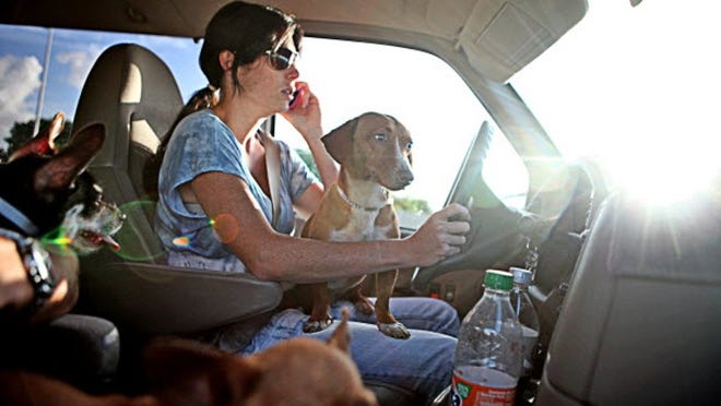 Nicole Brown, president and founder of "In Dog We Trust," a no-kill dog rescue, drives back from the Miami-Dade County Animal Control with three new dogs for her rescue.