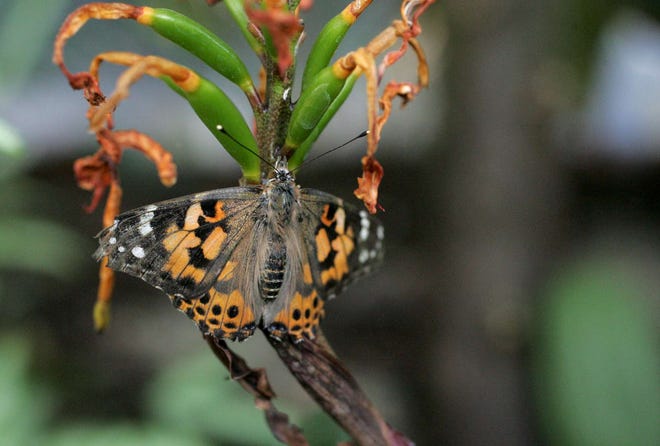 A Painted Lady butterfly sits on a plant Tuesday,April 3, 2012, after being released into a netted area at the Nicholas Conservatory and Gardens in Rockford.