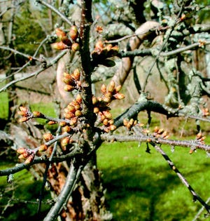 A cherry tree in Cheboygan is still in the ‘bud’ stage this Spring, undeterred by recent overnight fronts after an unseasonably early and warm start of the season.