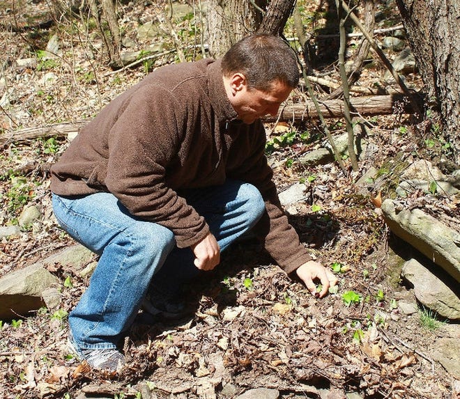 Stan Galenty carefully admires the tiny flowers of wild ginger during an informal spring equinox wildflower count. The day’s total: 49 species in bloom an unusual thing for March.