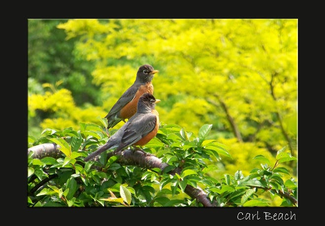 "Mom-Pop Robins" by Carl Beach of Honeoye is among several digital photographs to be featured in an exhibit Thursday, April 12, at Happiness House in Canandaigua. The photographers are all participants in Happiness House's TBI Structured Day Program.