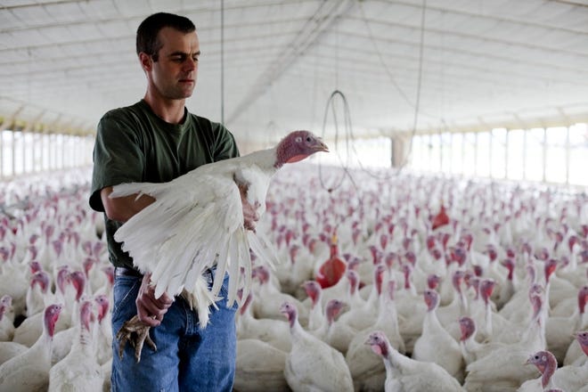 DAVID MARTIN holds a turkey he raised without the use of antibiotics at his farm in Lebanon, Pa. (MATT ROURKE | THE ASSOCIATED PRESS)