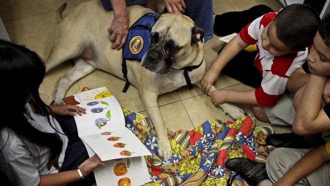 Anaylis Hernandez (left), 9, reads to Max, a bull mastiff therapy dog, as Jose Solis (top right), 7, and Elvi FLores, 10, look on at In the Pines North, an after school program in Boynton Beach.
