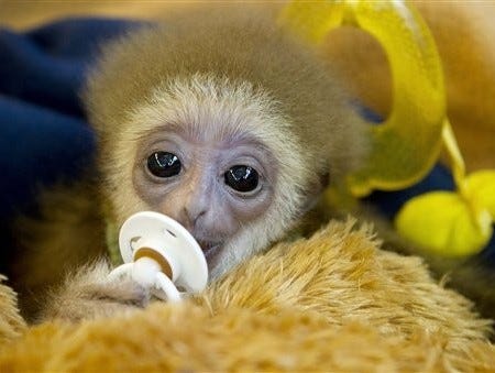 Gibbon baby "Knuppy" (Hylobates lar) rests in a private Zoo in Bremen, northern Germany. His real mother rejected the baby and the owner of a garden center and private Zoo, Renate Anders, now takes care of the little gibbon. (AP Photo/dapd /Joerg Sarbach)