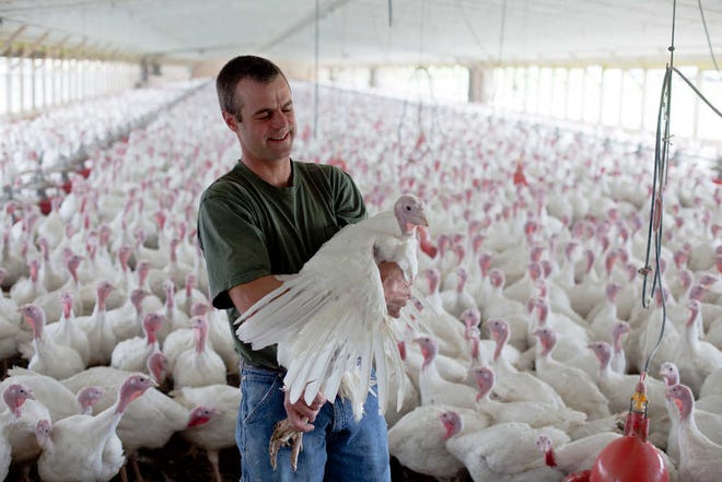 David Martin said he raises turkeys without the use of antibiotics at his farm in Lebanon, Pa.