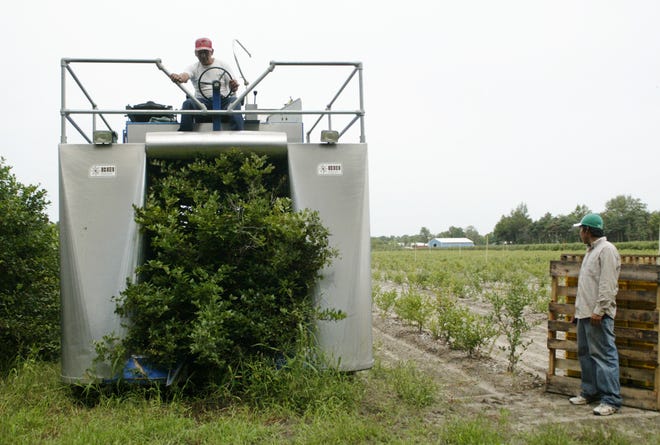 Flavio Trejo operates a harvester machine through a blueberry field as Rogelio Ramirez, right, spots the machine finishing a row of bushes while picking blueberries at Reender's Blueberry Farms in Olive Township Monday, August 27, 2007.